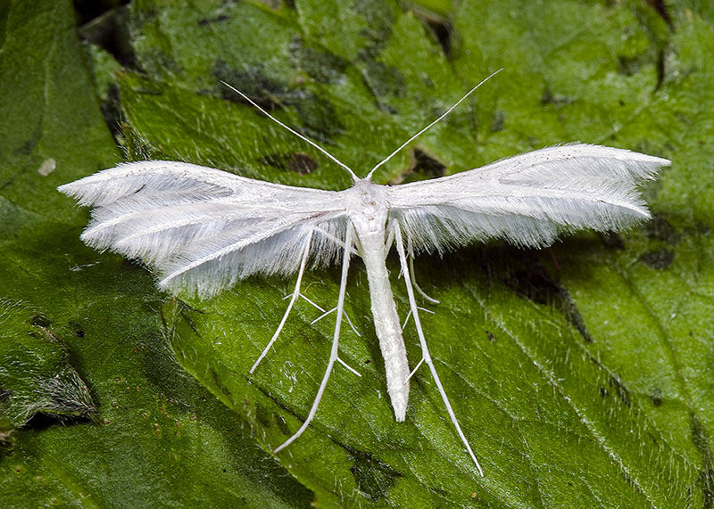 Pterophorus pentadactylus, Pterophoridae